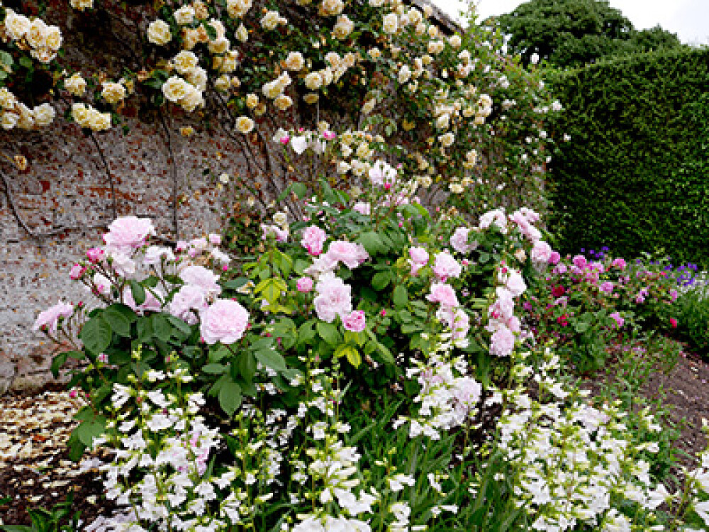 banner_image